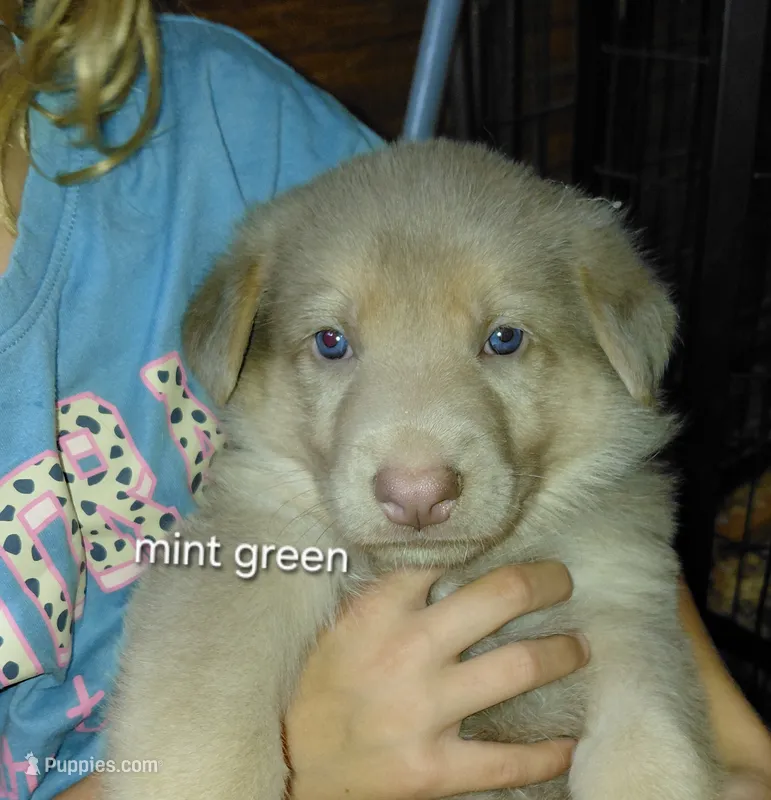 Venus – German Shepherd Dog puppy for sale in Decatur, IN