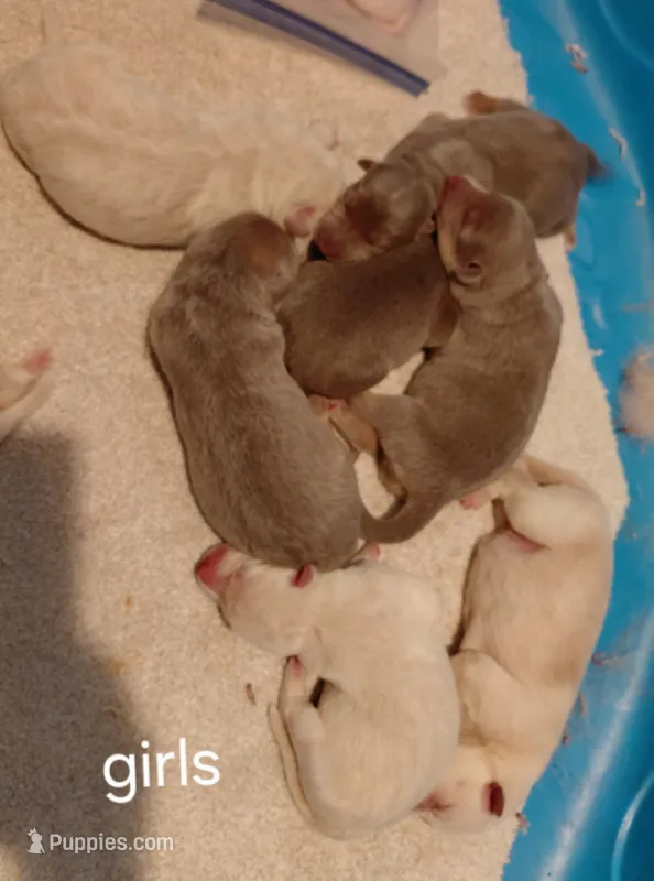 Beauty – German Shepherd Dog puppy for sale in Decatur, IN