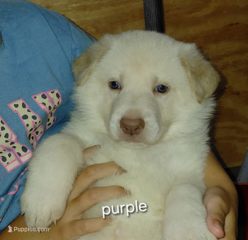 Zoe  – German Shepherd Dog puppy for sale in Decatur, IN