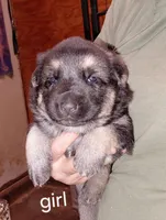 Beauty, a female German Shepherd Dog for sale in Decatur, IN – 1 of 4