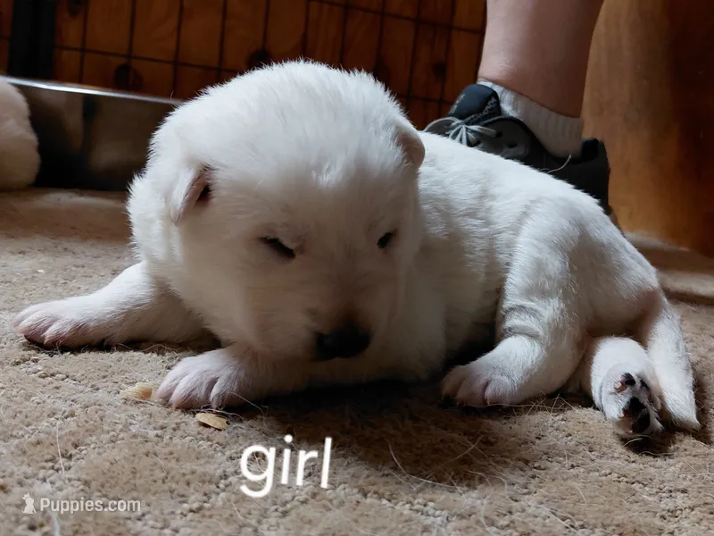 Star – German Shepherd Dog puppy for sale in Decatur, IN