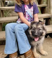 Beauty, a female German Shepherd Dog for sale in Decatur, IN – 2 of 3