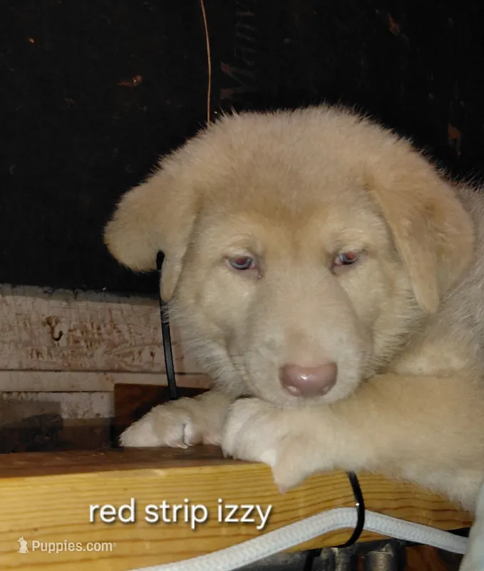 Isis – German Shepherd Dog puppy for sale in Decatur, IN