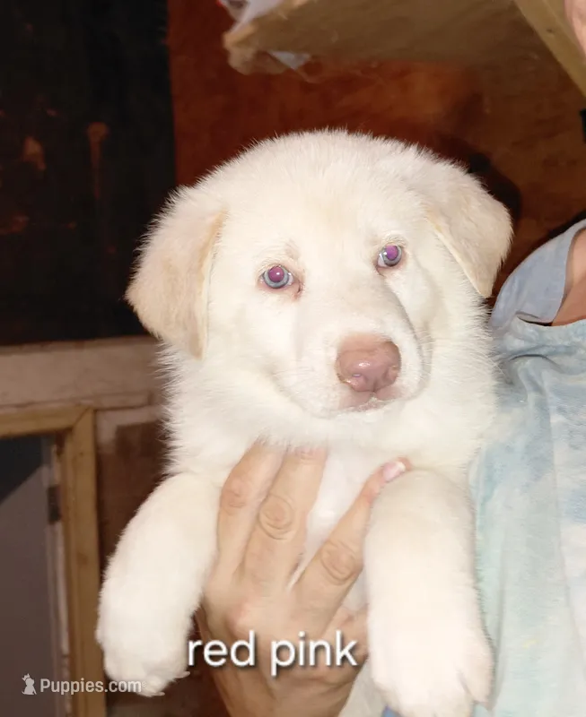 Sky – German Shepherd Dog puppy for sale in Decatur, IN