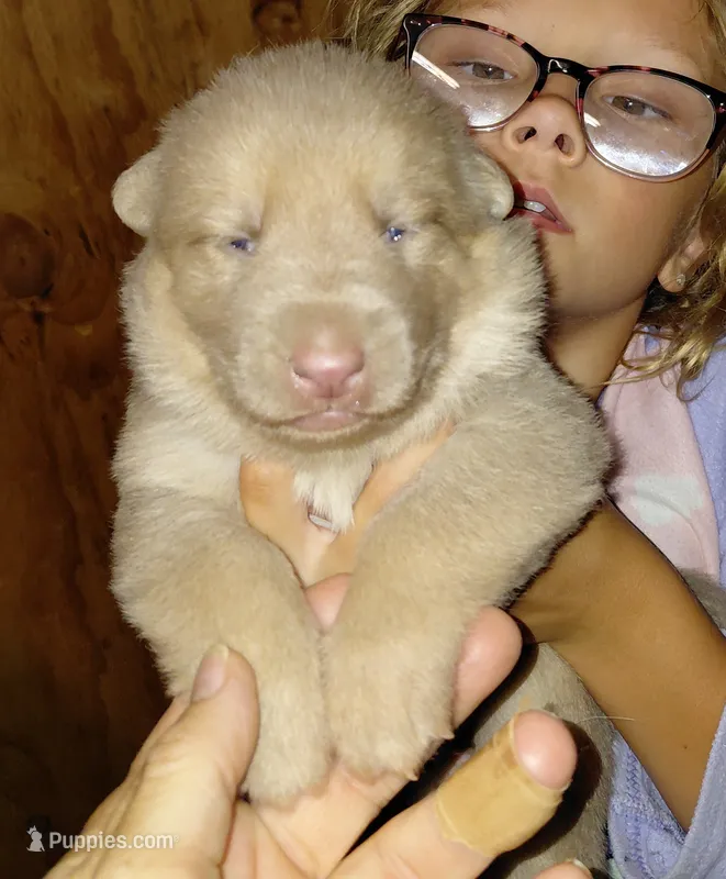 Isis – German Shepherd Dog puppy for sale in Decatur, IN