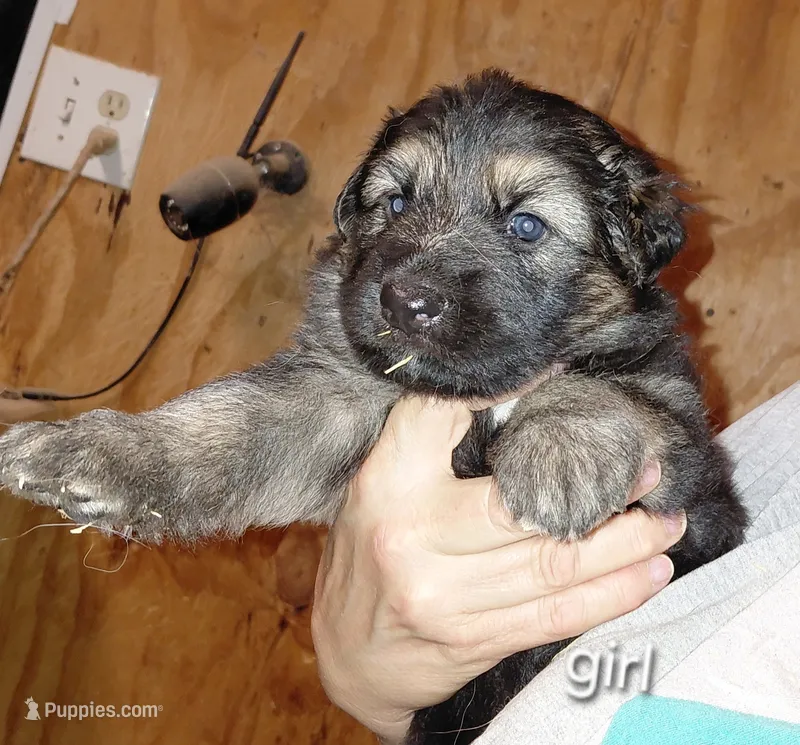 Beauty – German Shepherd Dog puppy for sale in Decatur, IN