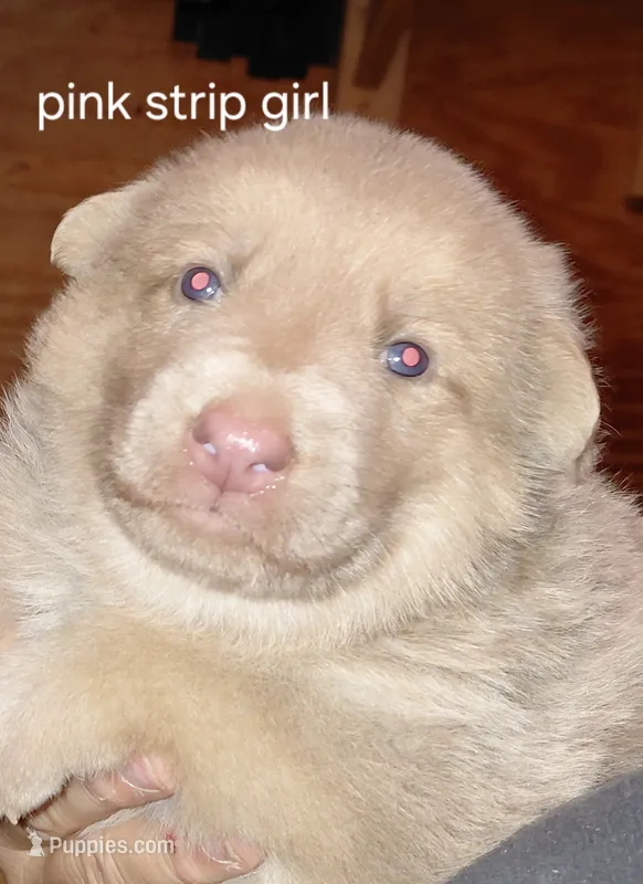 Beauty – German Shepherd Dog puppy for sale in Decatur, IN