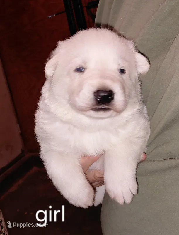 Star – German Shepherd Dog puppy for sale in Decatur, IN