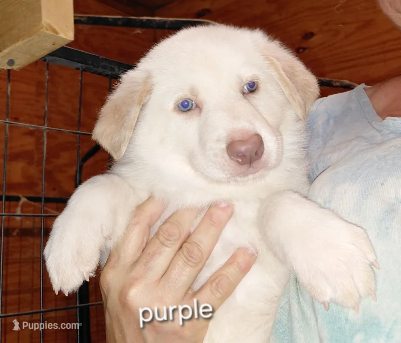 Zoe  – German Shepherd Dog puppy for sale in Decatur, IN