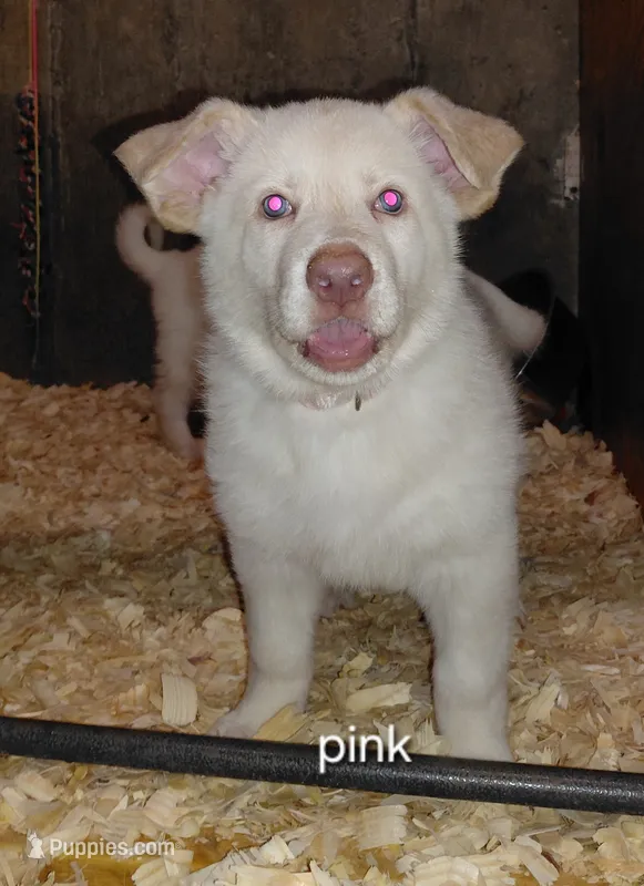 Mira – German Shepherd Dog puppy for sale in Decatur, IN