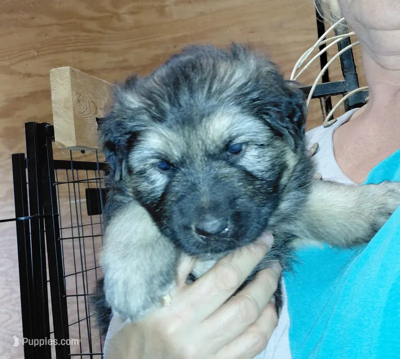 Mira – German Shepherd Dog puppy for sale in Decatur, IN