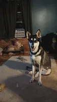 Bell, a female German Shepherd Dog for sale in Decatur, IN – 3 of 4