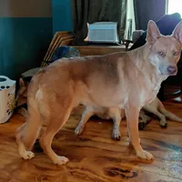 Sky, a female German Shepherd Dog for sale in Decatur, IN – Photo 3 of 5