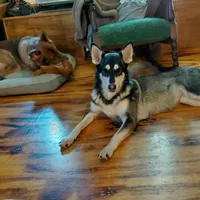 Sky, a female German Shepherd Dog for sale in Decatur, IN – Photo 4 of 5