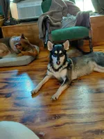 Sky, a female German Shepherd Dog for sale in Decatur, IN – Photo 4 of 4