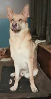 Zeus, a male German Shepherd Dog for sale in Decatur, IN – 2 of 4