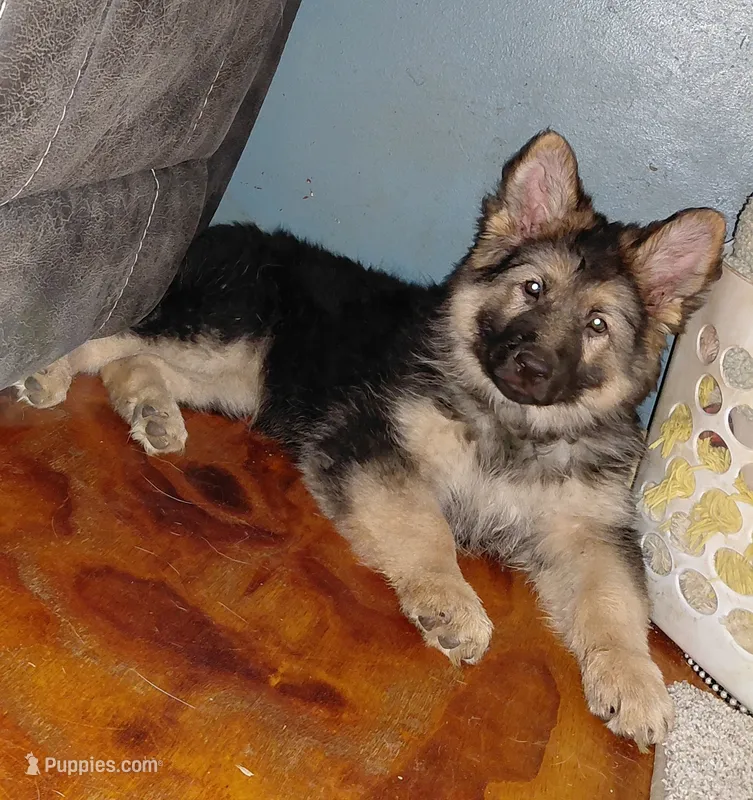 Beauty – German Shepherd Dog puppy for sale in Decatur, IN