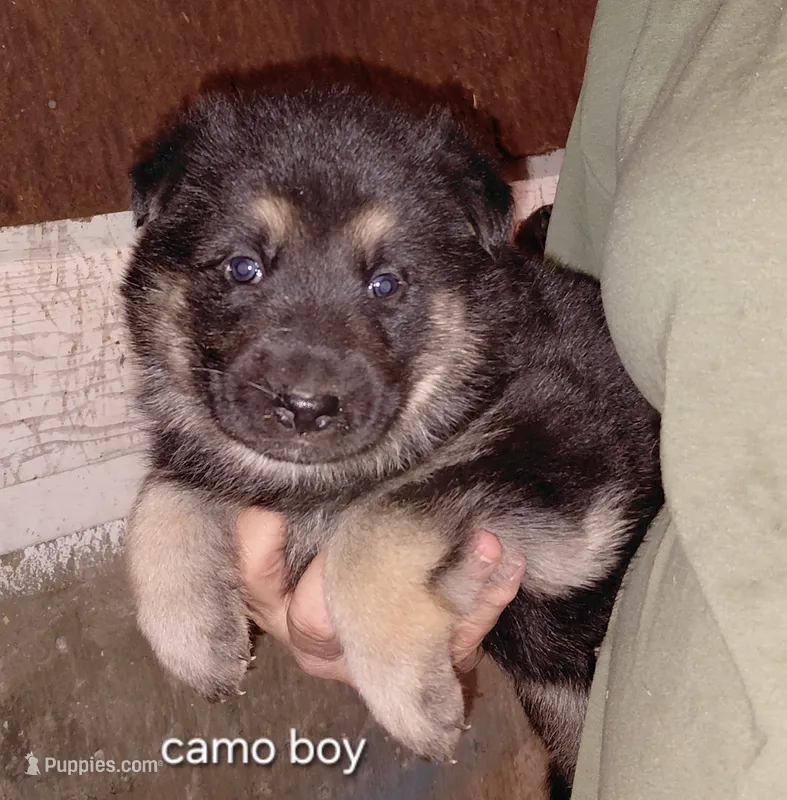 Zeus – German Shepherd Dog puppy for sale in Decatur, IN