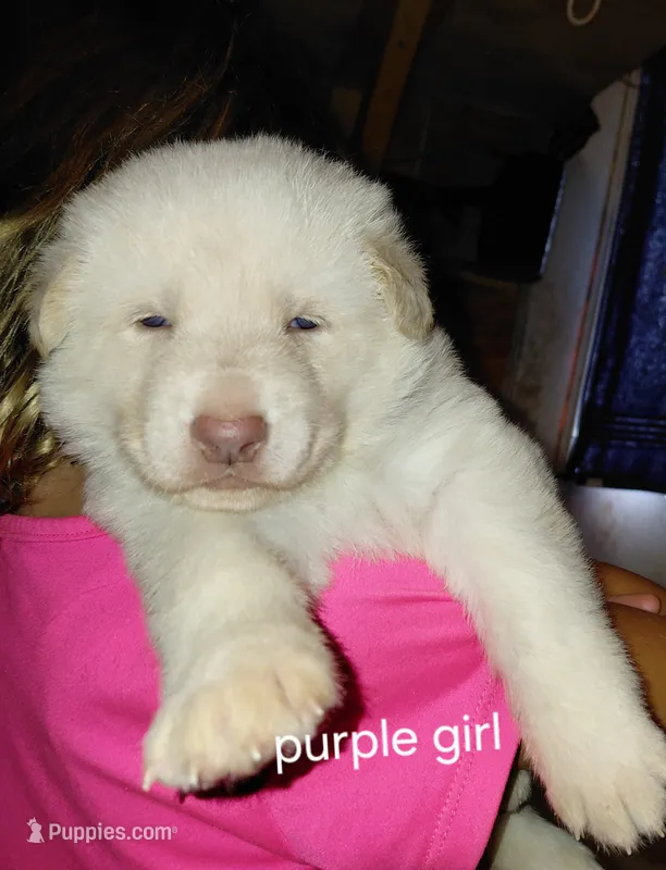 Zoe  – German Shepherd Dog puppy for sale in Decatur, IN