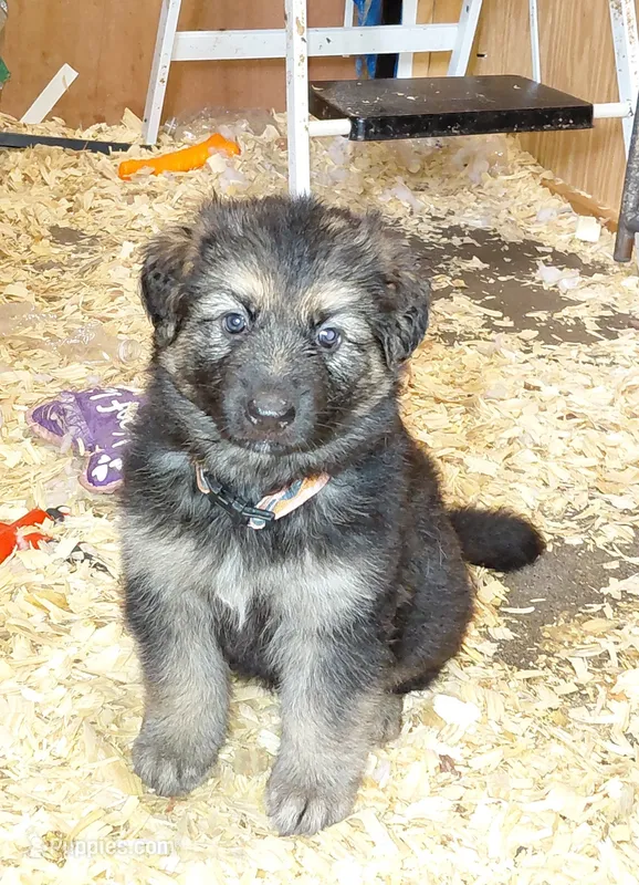 Mira – German Shepherd Dog puppy for sale in Decatur, IN