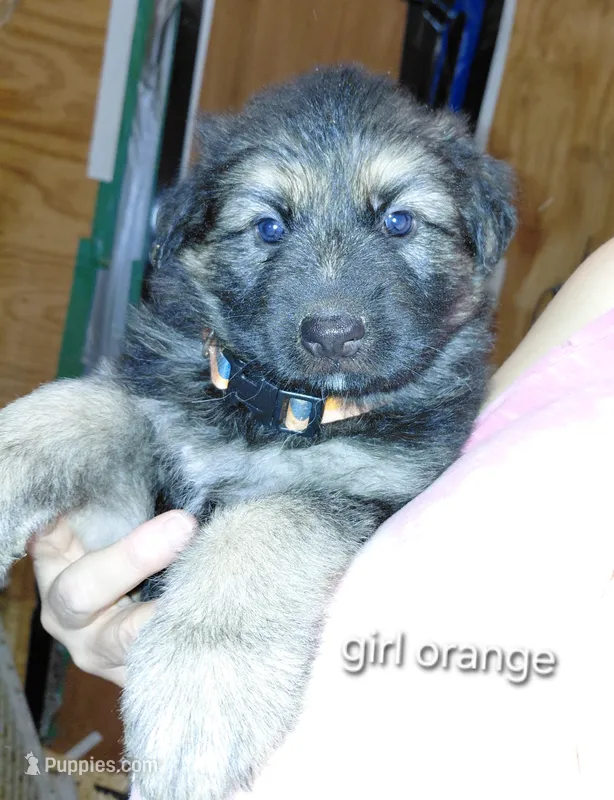 Mira – German Shepherd Dog puppy for sale in Decatur, IN
