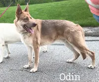 Zeus, a male German Shepherd Dog for sale in Decatur, IN – Photo 3 of 3