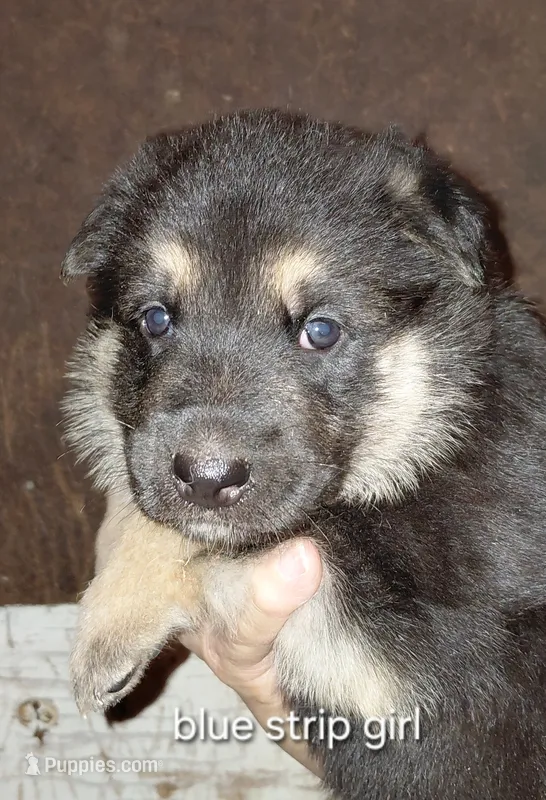 Bell – German Shepherd Dog puppy for sale in Decatur, IN
