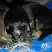 Beauty, a female German Shepherd Dog for sale in Decatur, IN – Photo 1 of 3