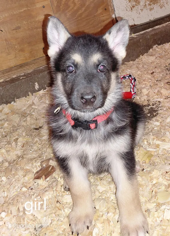 Beauty – German Shepherd Dog puppy for sale in Decatur, IN