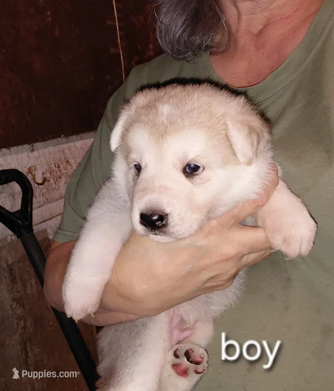 Rex – German Shepherd Dog puppy for sale in Decatur, IN