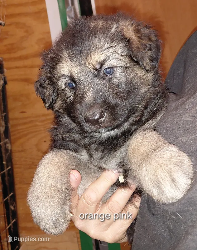 Mira – German Shepherd Dog puppy for sale in Decatur, IN