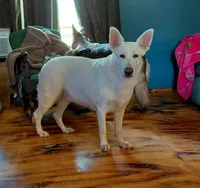 Star, a female German Shepherd Dog for sale in Decatur, IN – 3 of 3