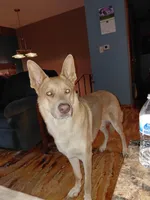 Zeus, a male German Shepherd Dog for sale in Decatur, IN – Photo 3 of 3