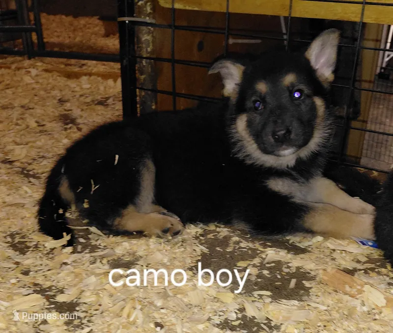 Zeus – German Shepherd Dog puppy for sale in Decatur, IN