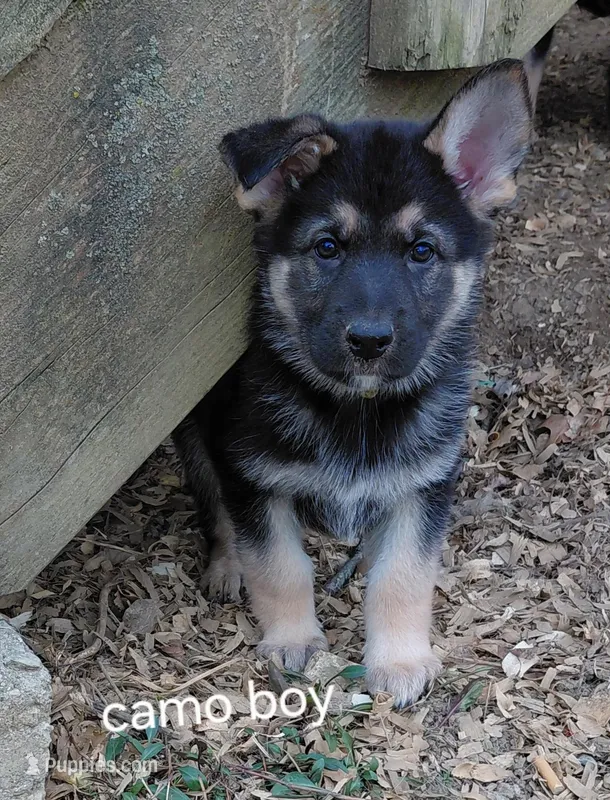 Zeus – German Shepherd Dog puppy for sale in Decatur, IN