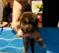 Zeus, a male German Shepherd Dog for sale in Decatur, IN – Photo 1 of 3