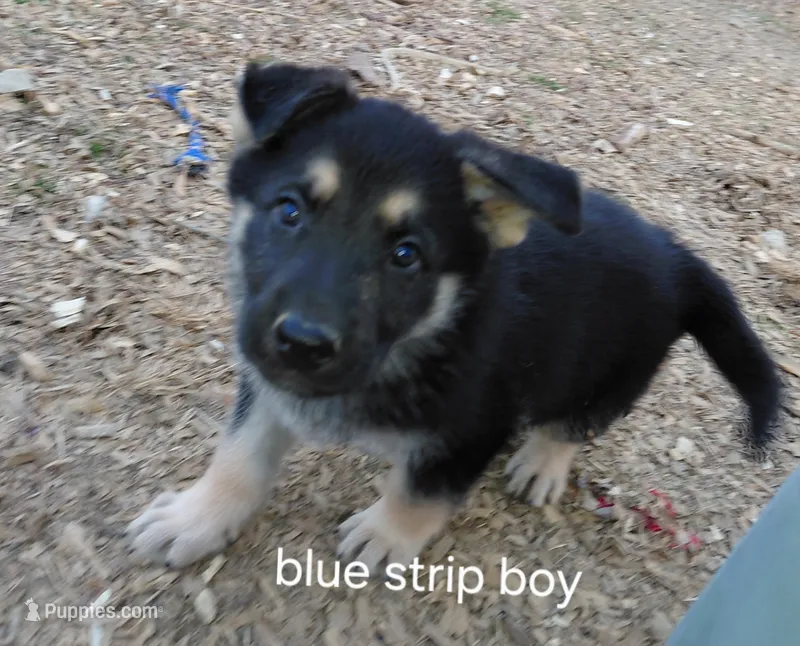 Zeus – German Shepherd Dog puppy for sale in Decatur, IN