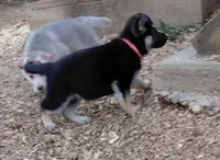 Beauty, a female German Shepherd Dog for sale in Decatur, IN – Photo 2 of 2