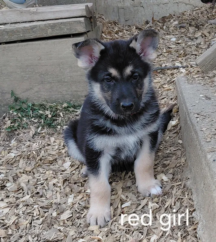 Beauty – German Shepherd Dog puppy for sale in Decatur, IN