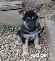 Beauty, a female German Shepherd Dog for sale in Decatur, IN – Photo 1 of 2
