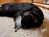 Beauty, a female German Shepherd Dog for sale in Decatur, IN – 1 of 3