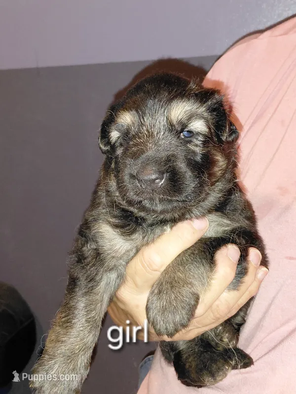 Mira – German Shepherd Dog puppy for sale in Decatur, IN