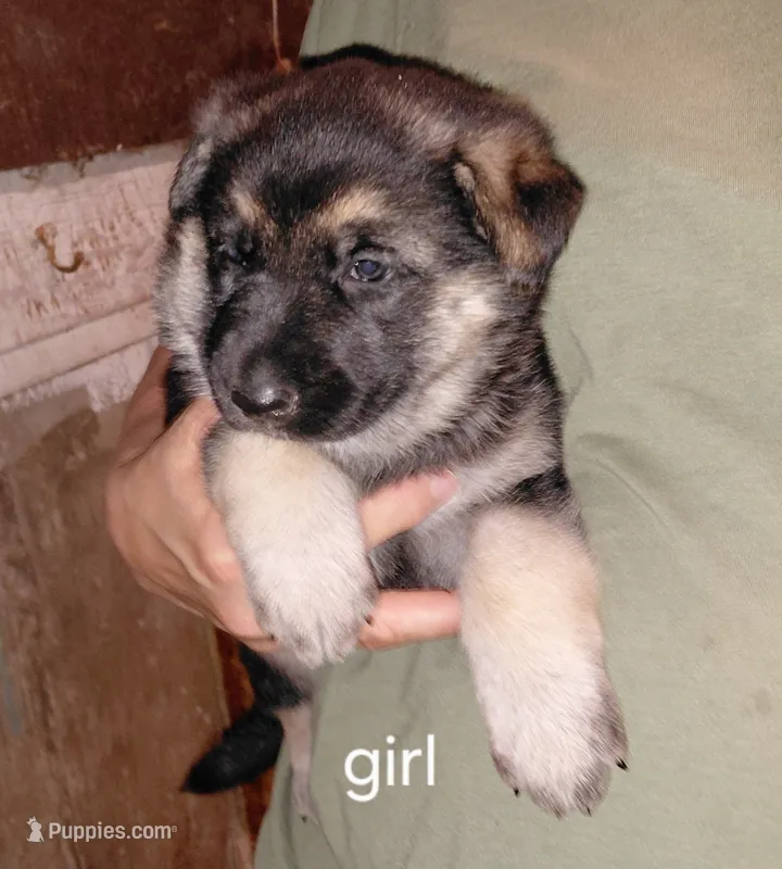Beauty – German Shepherd Dog puppy for sale in Decatur, IN