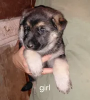 Beauty, a female German Shepherd Dog for sale in Decatur, IN – 1 of 4