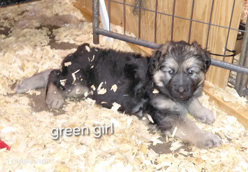 Beauty – German Shepherd Dog puppy for sale in Decatur, IN