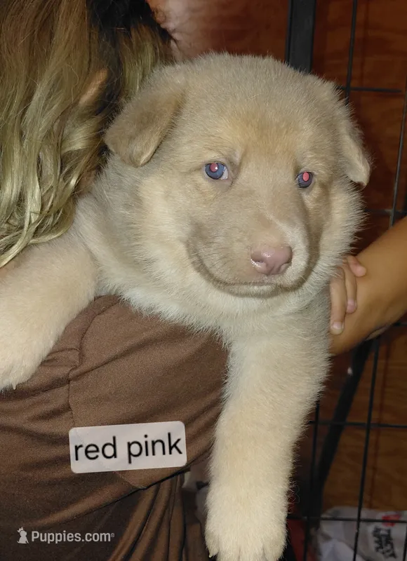 Isis – German Shepherd Dog puppy for sale in Decatur, IN