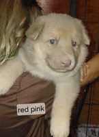 Isis, a female German Shepherd Dog for sale in Decatur, IN – 1 of 2