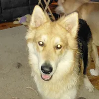 Wolfe, a male German Shepherd Dog for sale in Decatur, IN – Photo 3 of 3