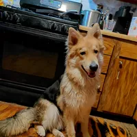 Wolfe, a male German Shepherd Dog for sale in Decatur, IN – Photo 1 of 3