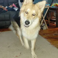 Wolfe, a male German Shepherd Dog for sale in Decatur, IN – Photo 2 of 3